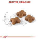 RC-FHN-Kitten-CV-EretailKit-3﻿