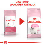 RC-FHN-Kitten-CV-EretailKit-6﻿