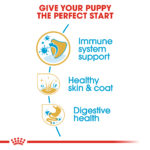 RC-BHN-PuppyGoldenRetriever-CV-EretailKit-3﻿-1-1-1-1.jpg