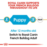 French Bulldog Puppy – 2