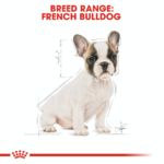 French Bulldog Puppy – 5