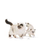 Mother _ Babycat Ultra Soft Mousse – 2